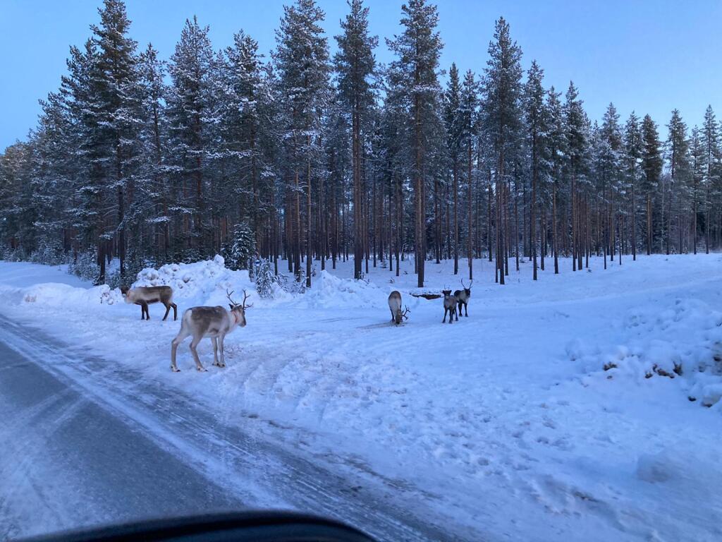 Rendieren gespot onderweg
